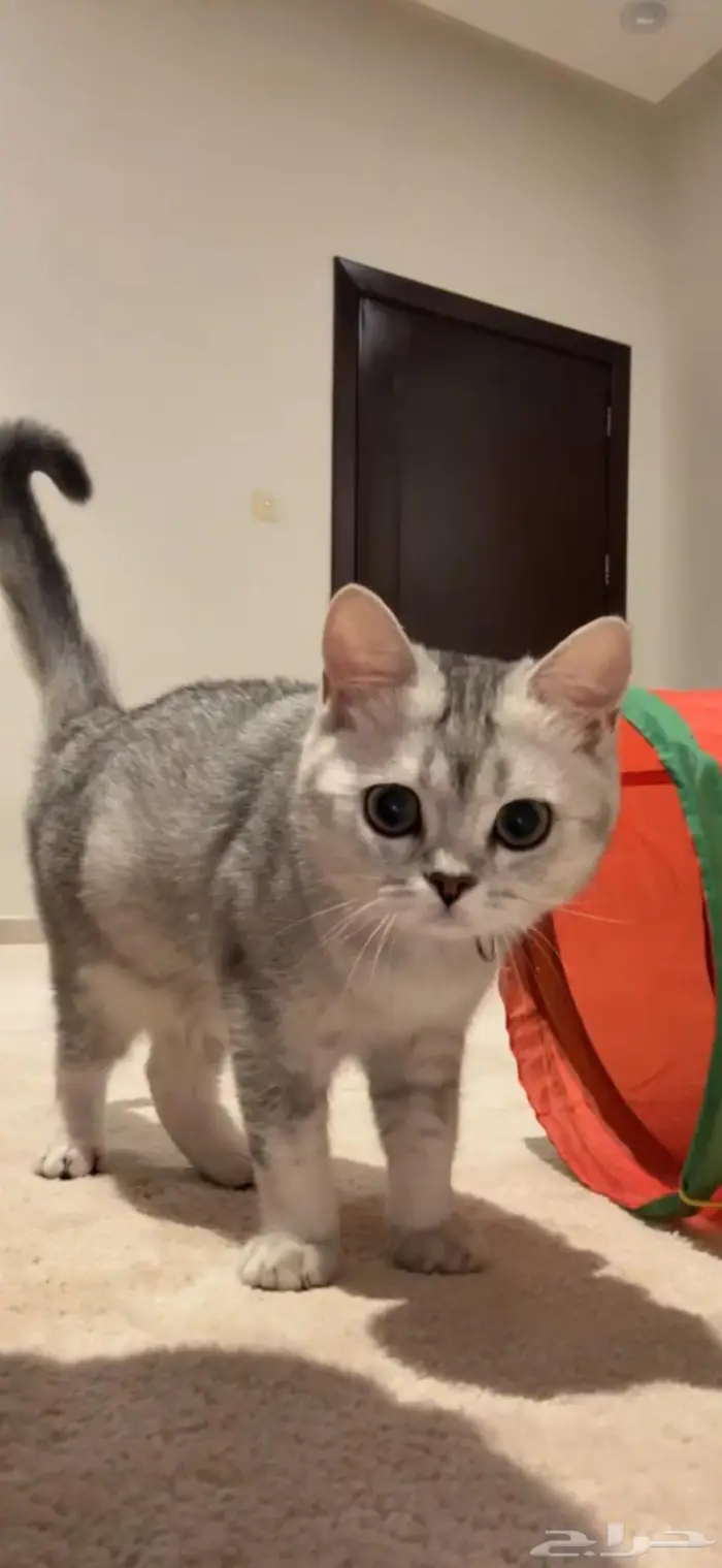 قطط سكوتش فولد و سكوتش ستريت 1