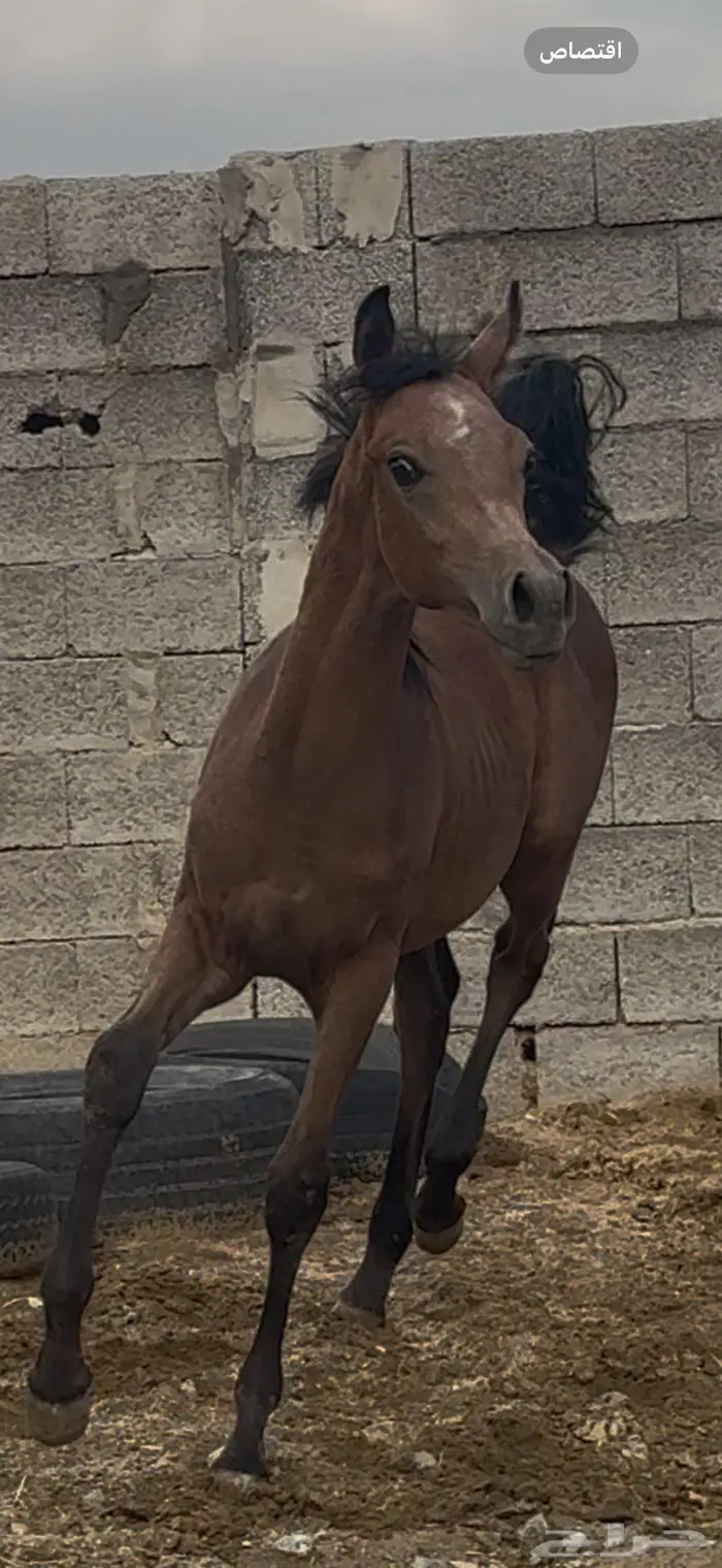 مهر شعبي للبيع 4