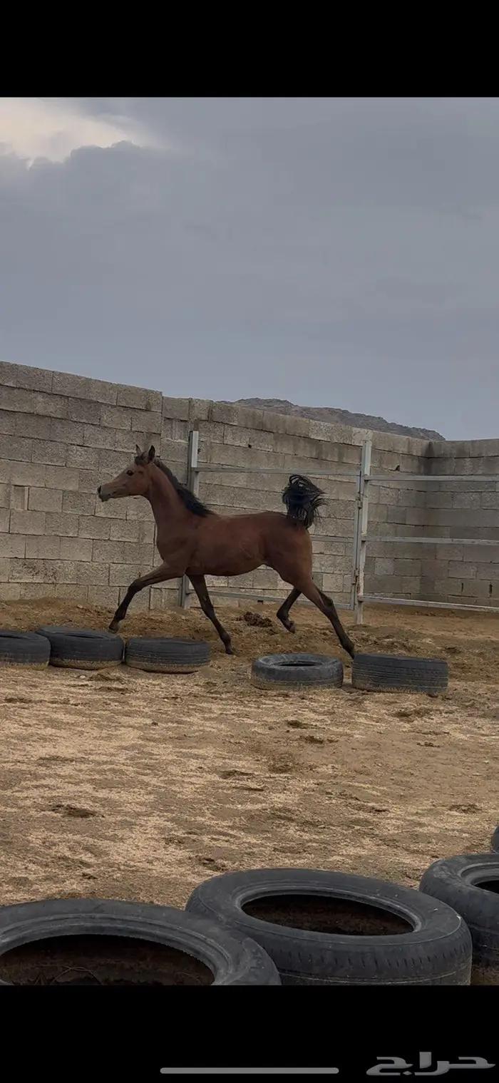 مهر شعبي للبيع 2