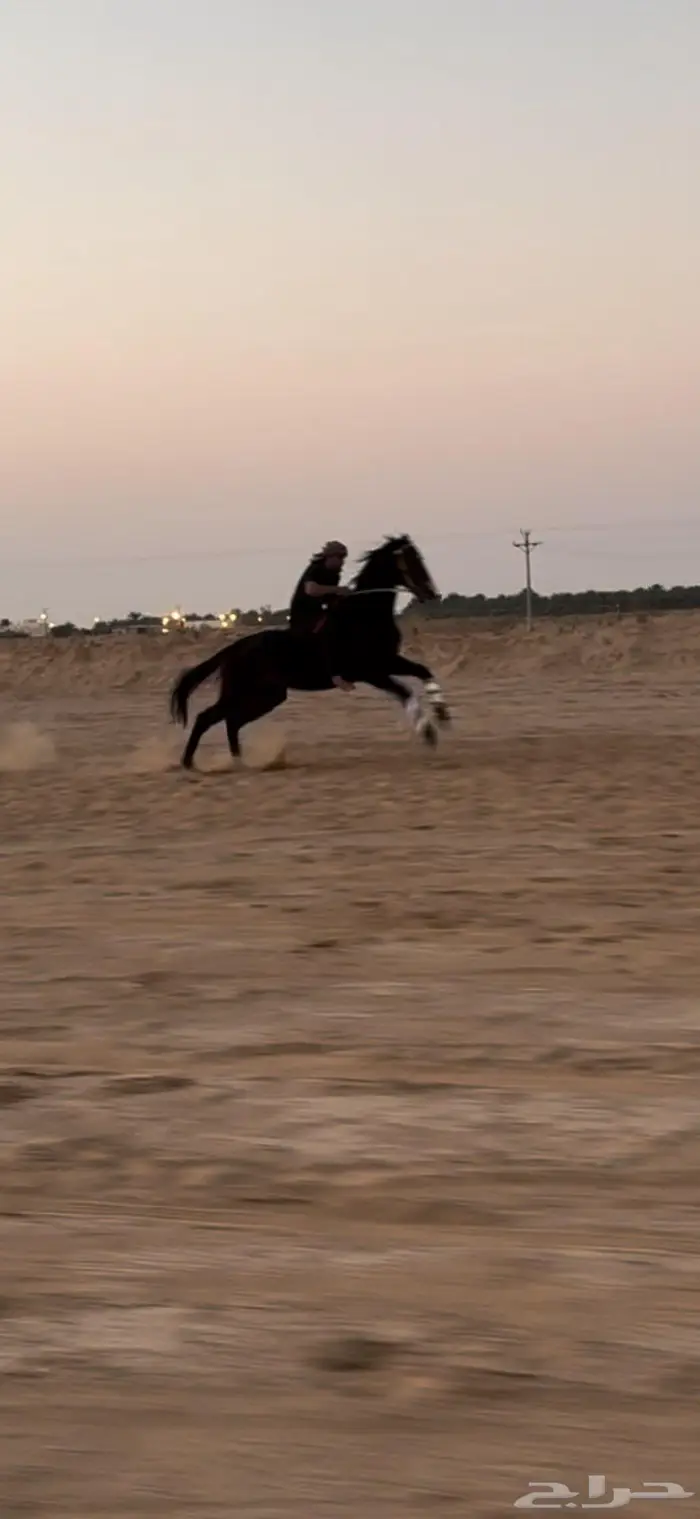 حصان انقليزي بطل 1