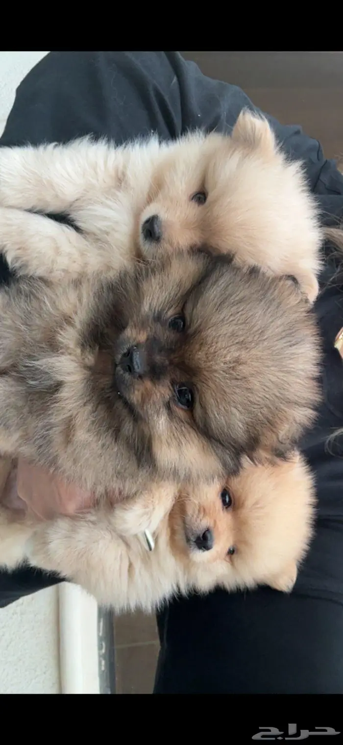 كلاب بومرينان صغيرة للبيع 2