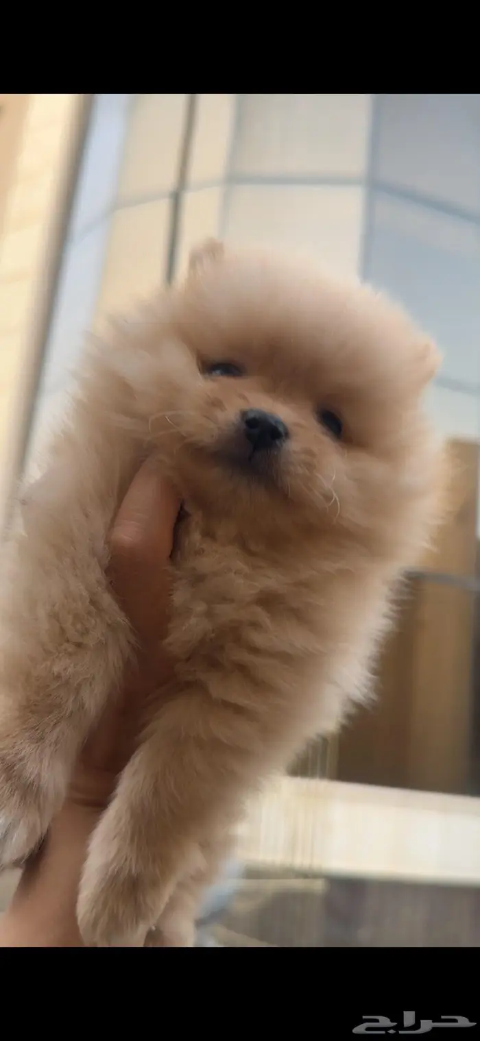 كلاب بومرينان صغيرة للبيع 1