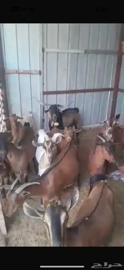 الخرمه   معزاء دهم طيبه العدد14 بالفحل والفحل ولد ولد وعل عل 0