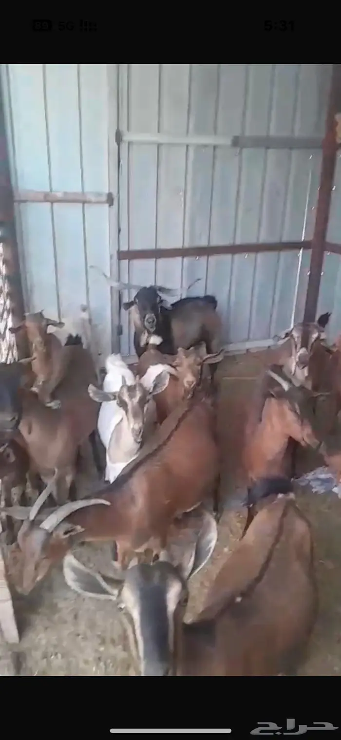 الخرمه   معزاء دهم طيبه العدد14 بالفحل والفحل ولد ولد وعل عل 0