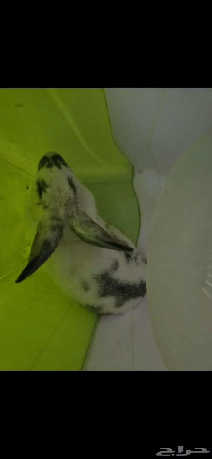 ارنب للبيع 0