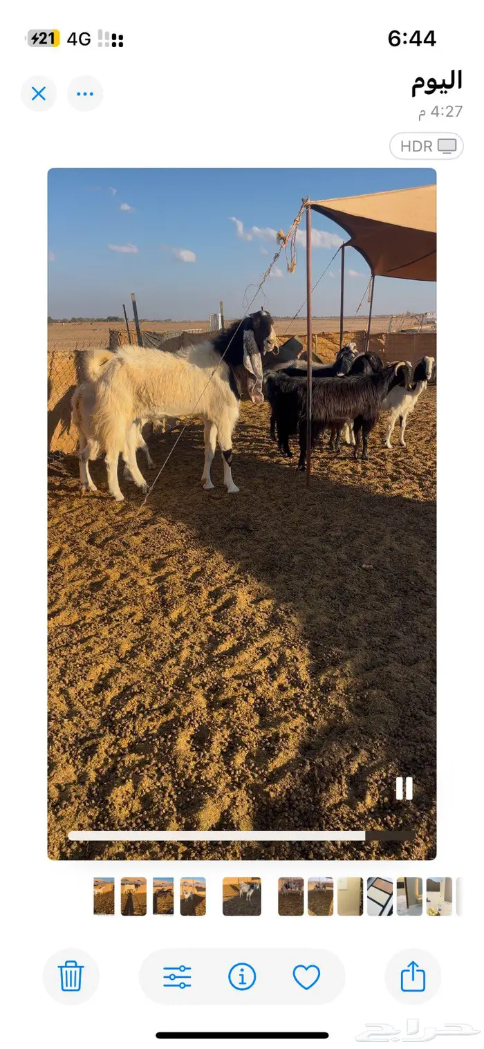 معزا دفع ومضاريع 0