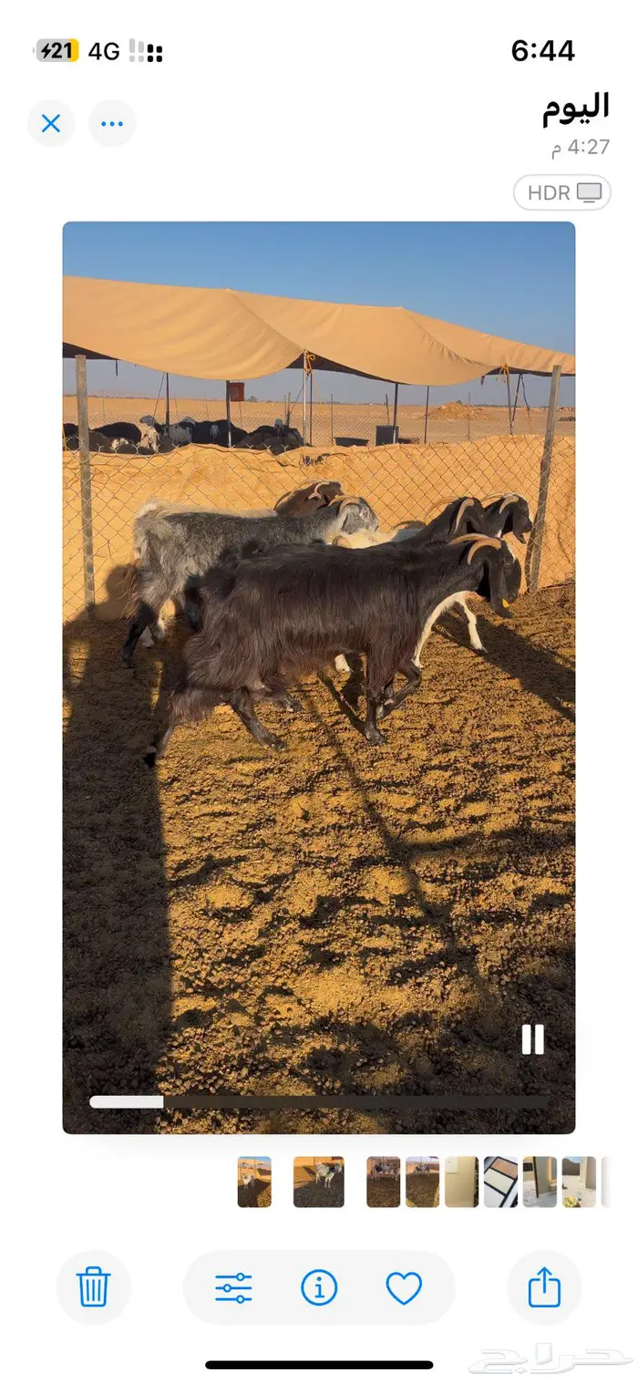 معزا دفع ومضاريع 3