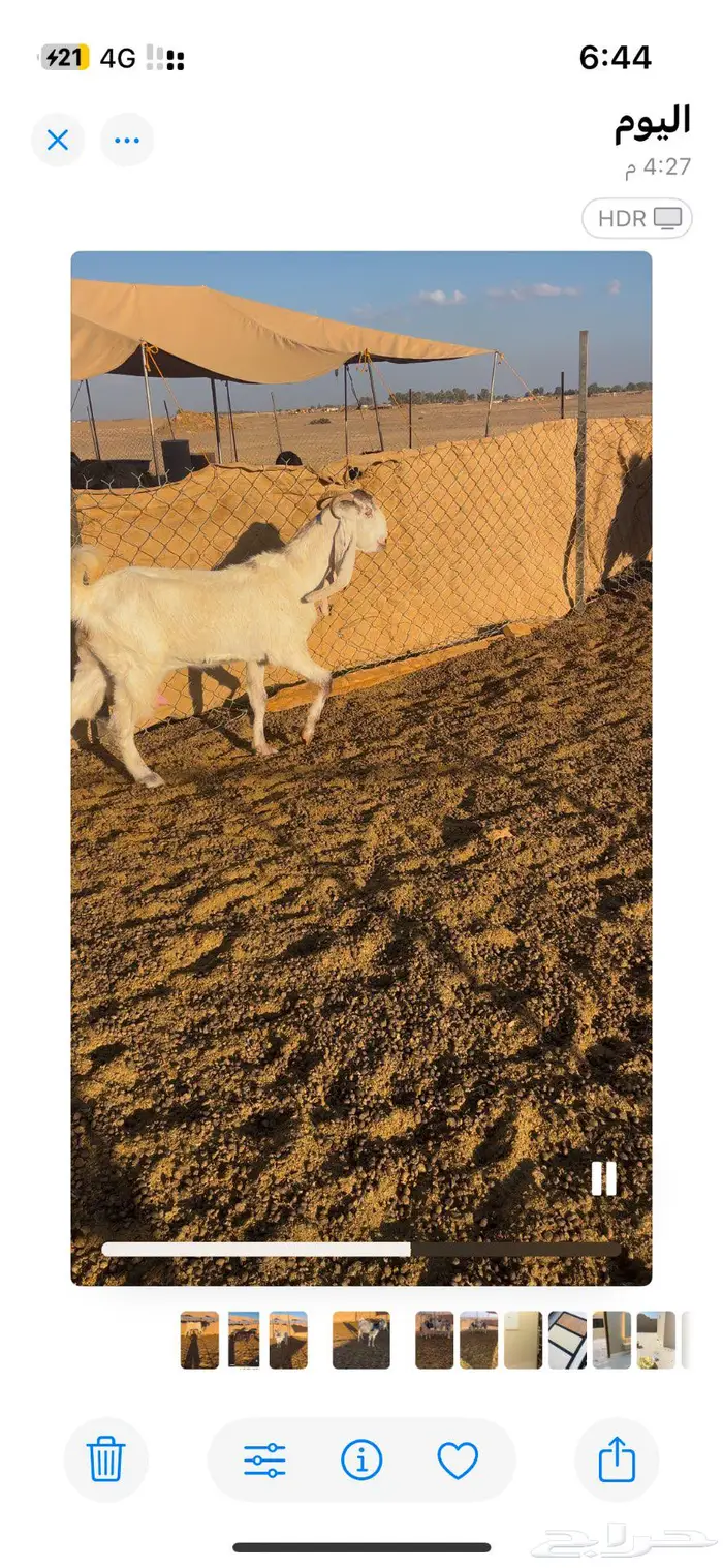 معزا دفع ومضاريع 2