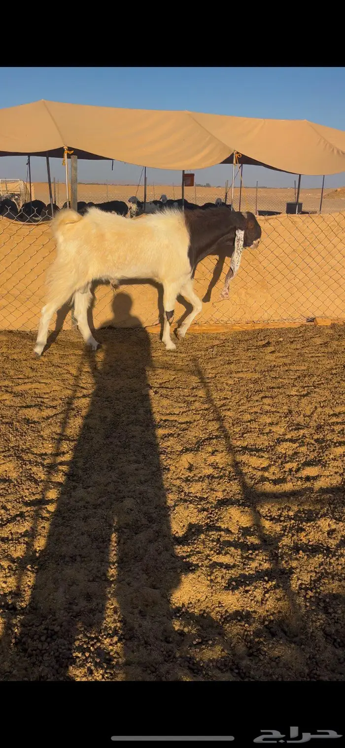 معزا دفع ومضاريع 4