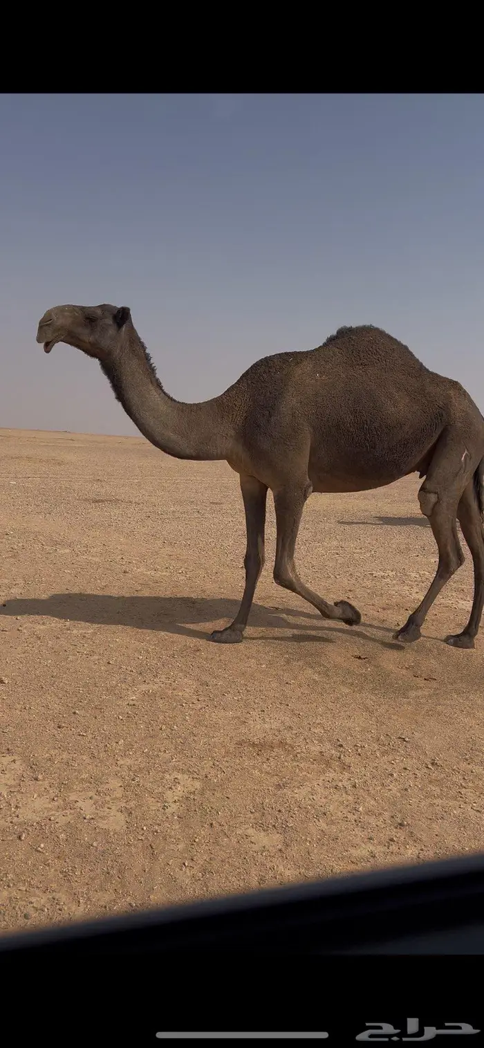 ناقه صفرا دبسا ضريبه على جميع الشروط 0