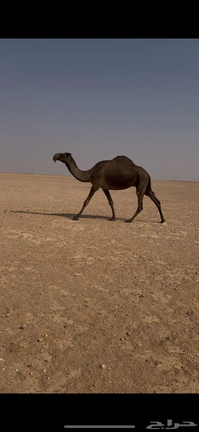 ناقه صفرا دبسا ضريبه على جميع الشروط 2