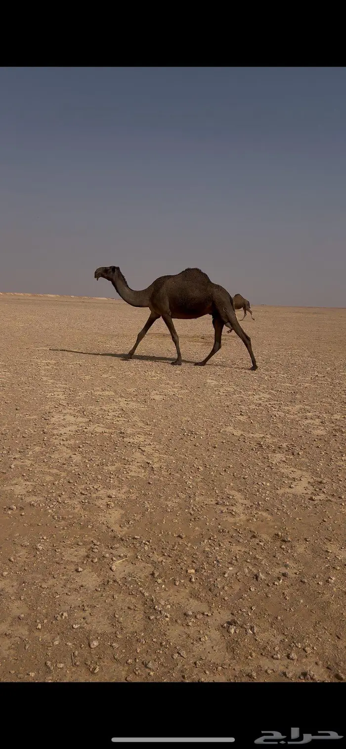 ناقه صفرا دبسا ضريبه على جميع الشروط 1