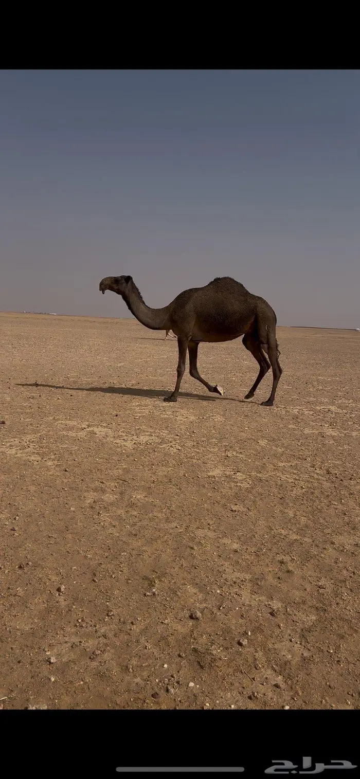 ناقه صفرا دبسا ضريبه على جميع الشروط 3