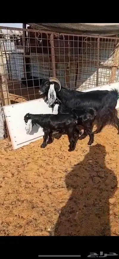 عارضيه تامه متاومه index