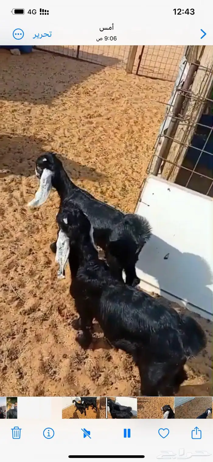 عارضيه تامه متاومه 1