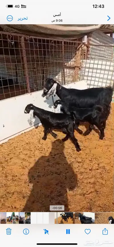 عارضيه تامه متاومه index