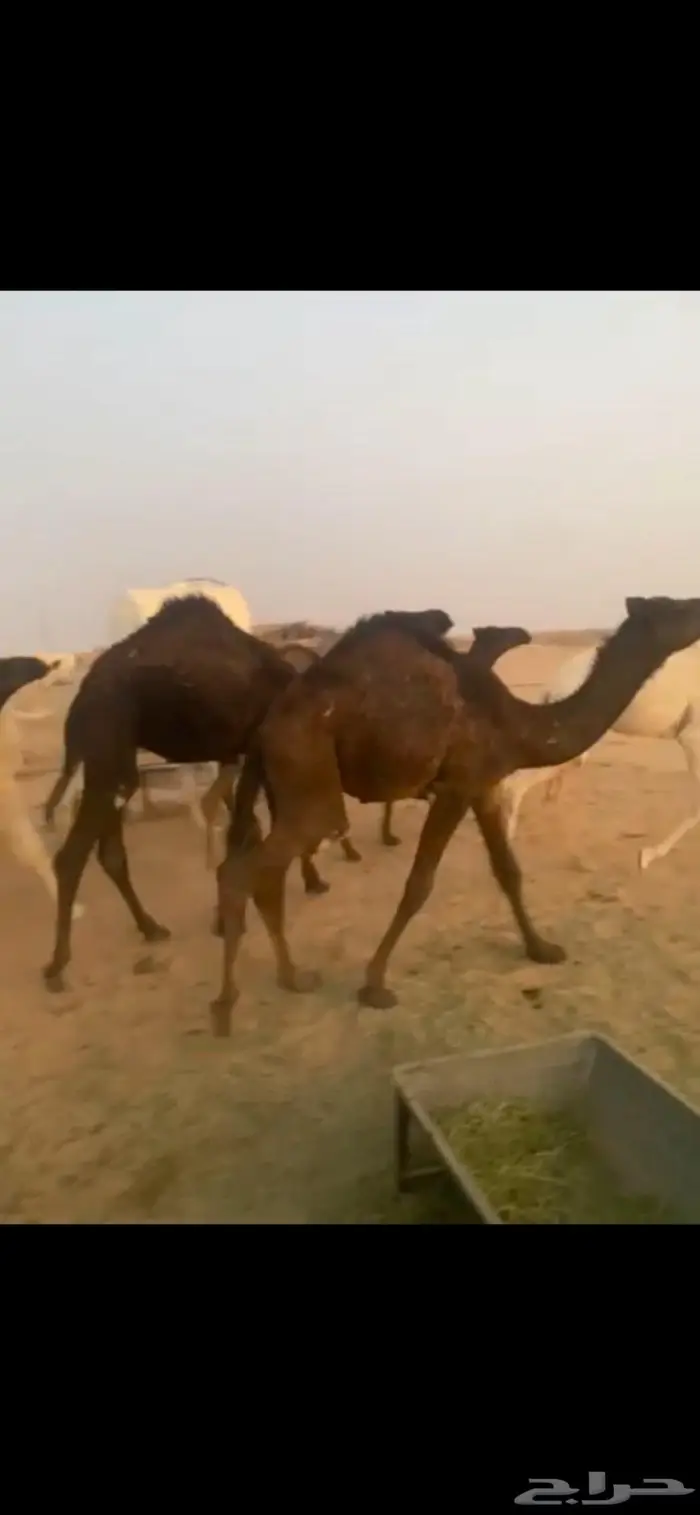 حشو قعدان بلدي العدد 9 الموقع الخرج 0