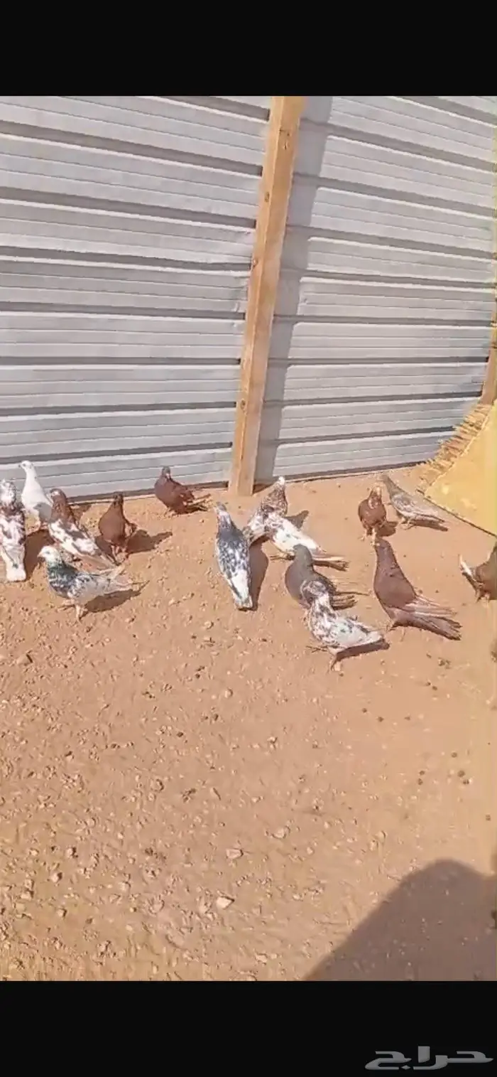 حمام للبيع العدد 10 جوز 0