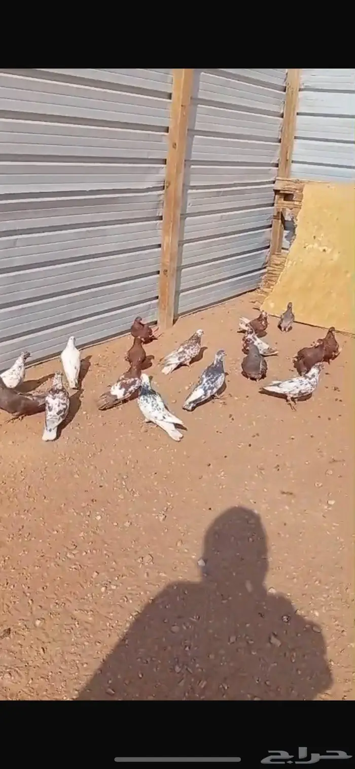 حمام للبيع العدد 10 جوز 4