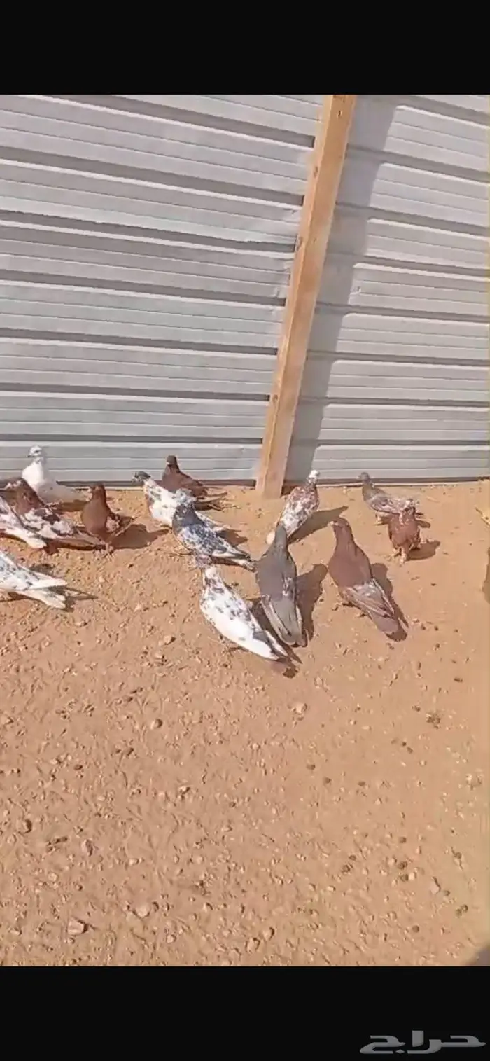 حمام للبيع العدد 10 جوز 3