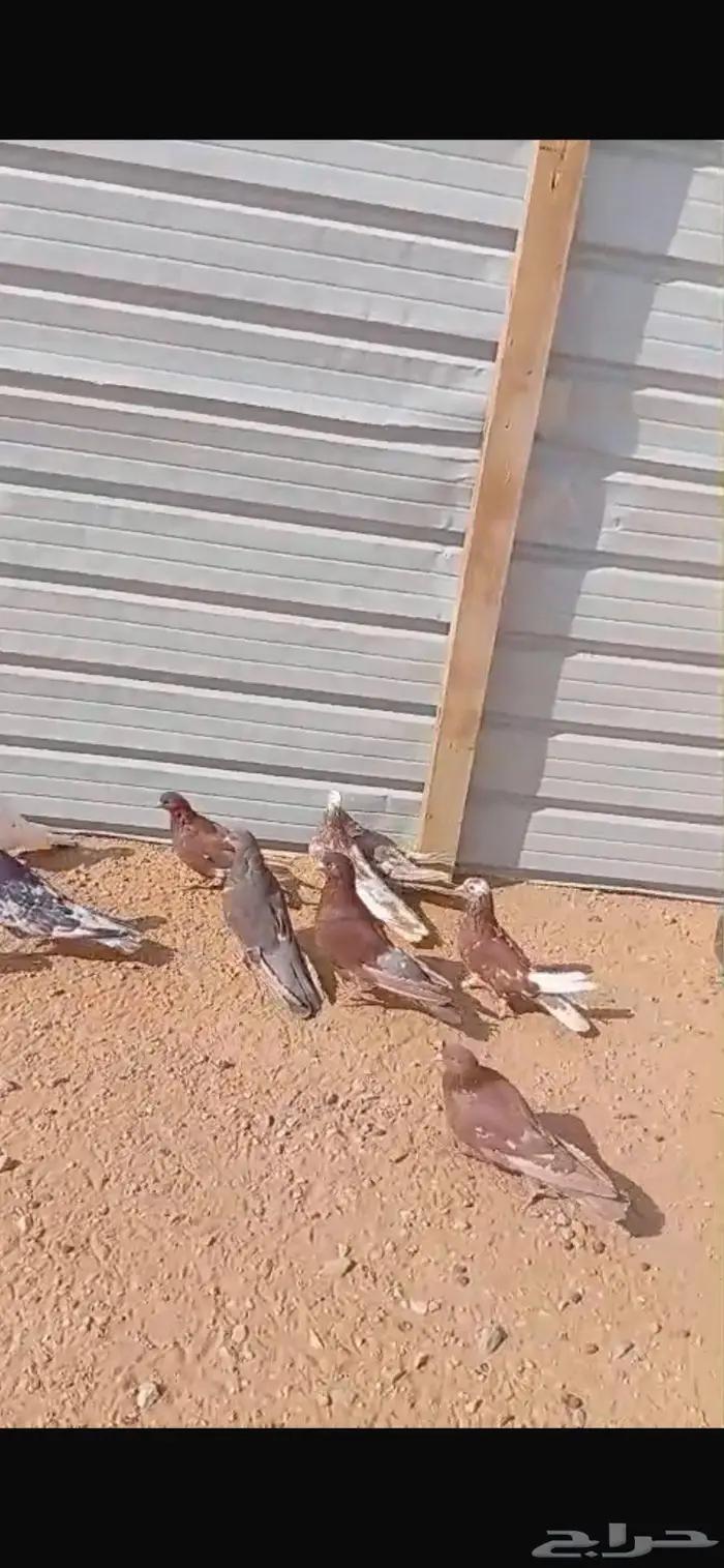 حمام للبيع العدد 10 جوز 2