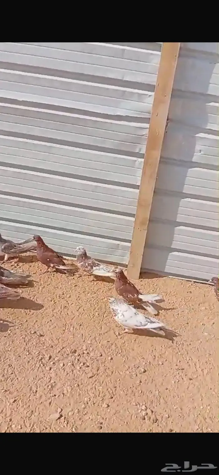 حمام للبيع العدد 10 جوز 1