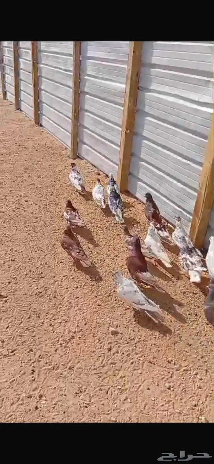 حمام للبيع العدد 10 جوز 9