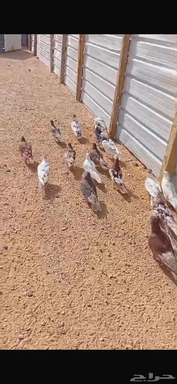 حمام للبيع العدد 10 جوز 7