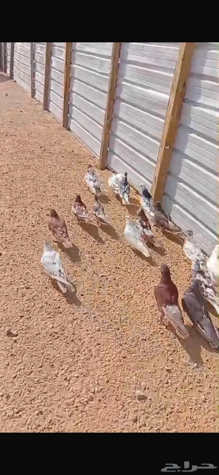 حمام للبيع العدد 10 جوز 8