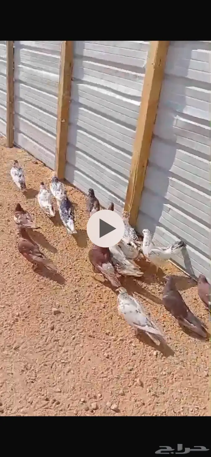 حمام للبيع العدد 10 جوز 10