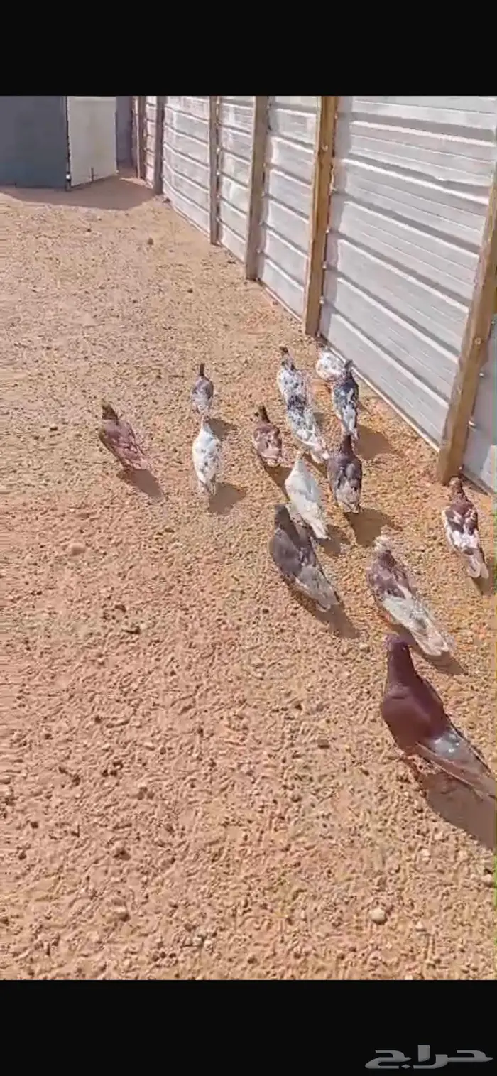 حمام للبيع العدد 10 جوز 6