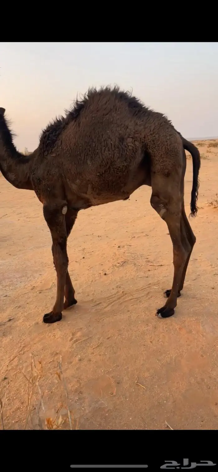 قعود لباني 0