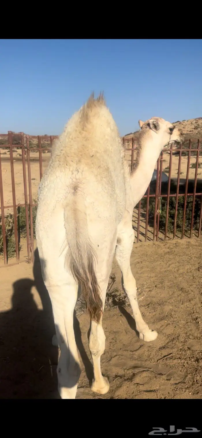 حاشي للبيع 0