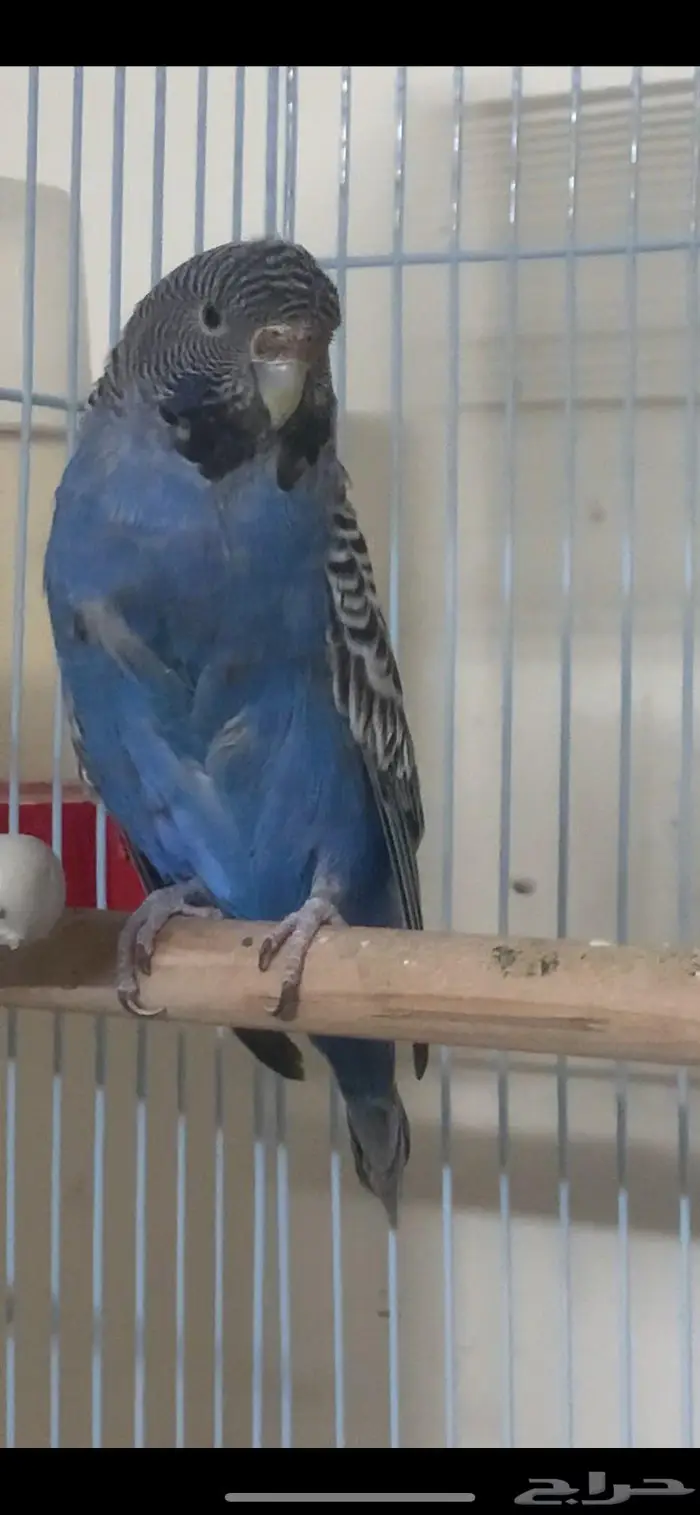 بادجي بلاك فيس تاف 1