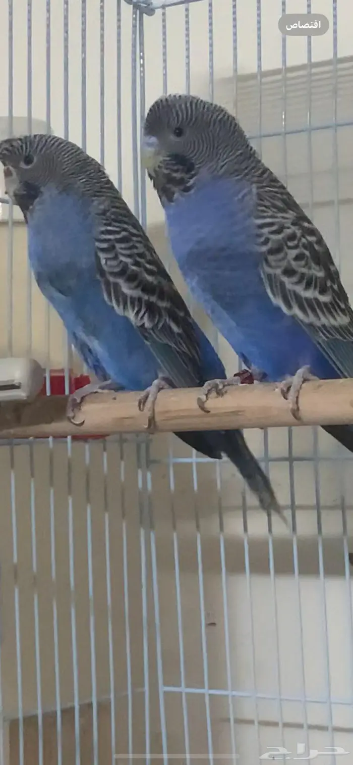 بادجي بلاك فيس تاف 0