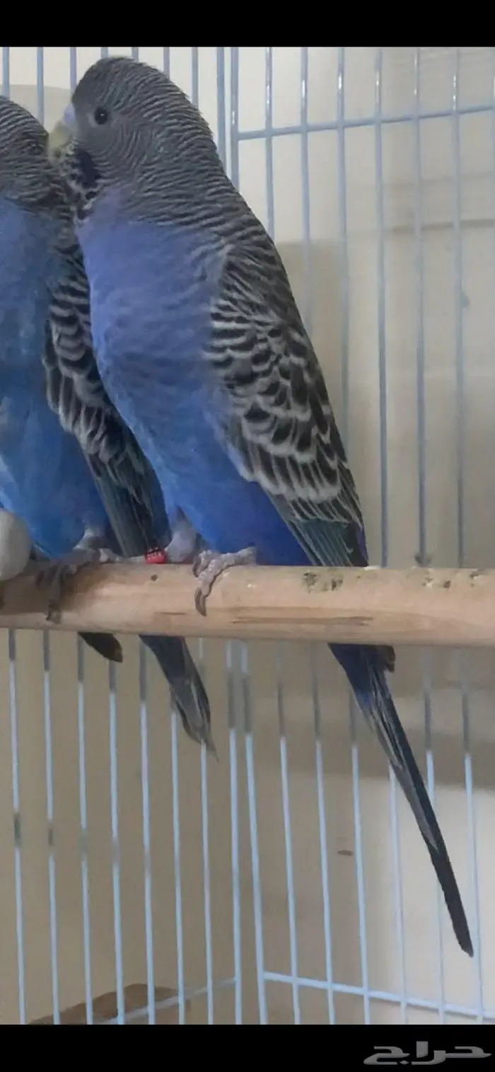 بادجي بلاك فيس تاف 2