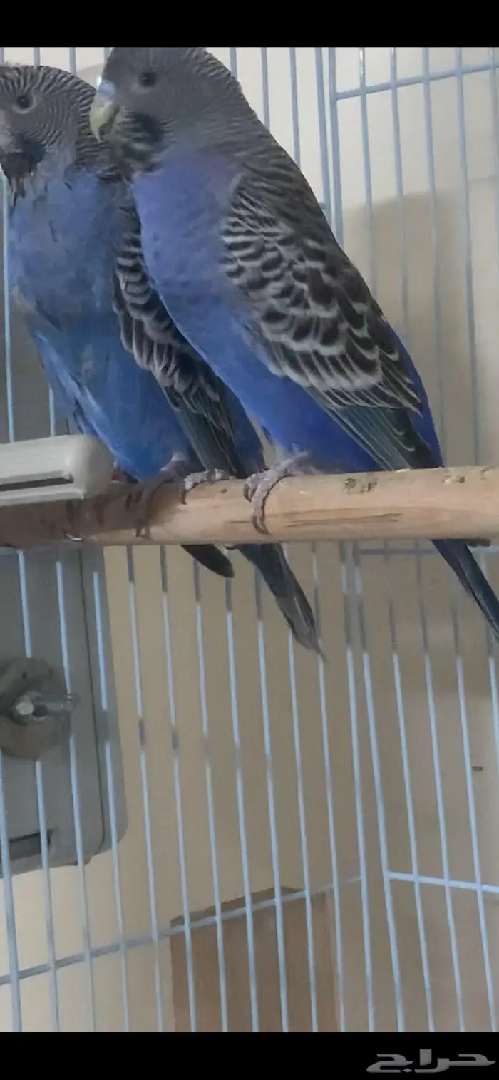 بادجي بلاك فيس تاف 4