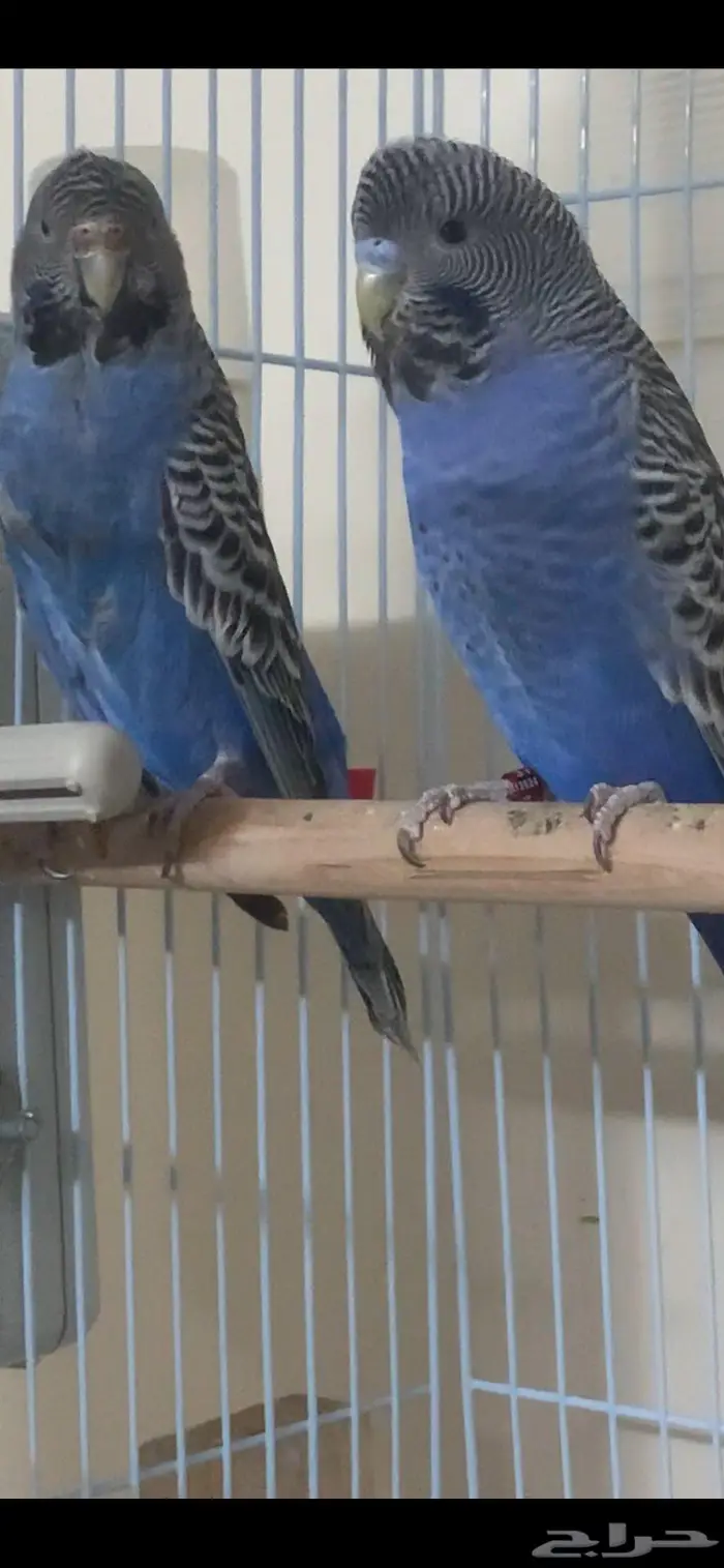 بادجي بلاك فيس تاف 3