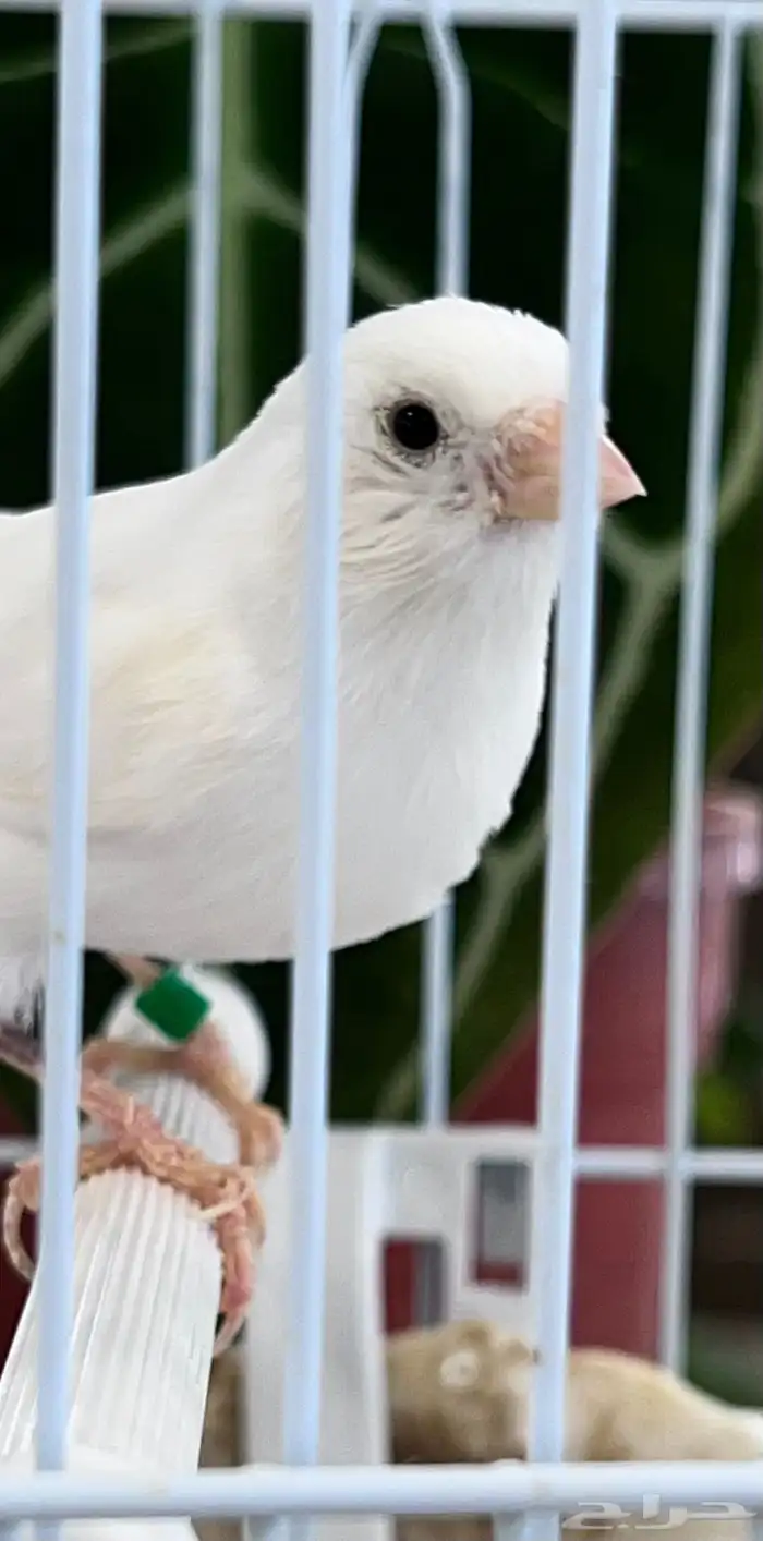 انثى كناري 16