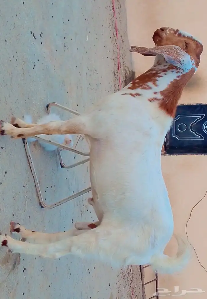 تيس جذع ماشاءالله صحته ممتازه 0