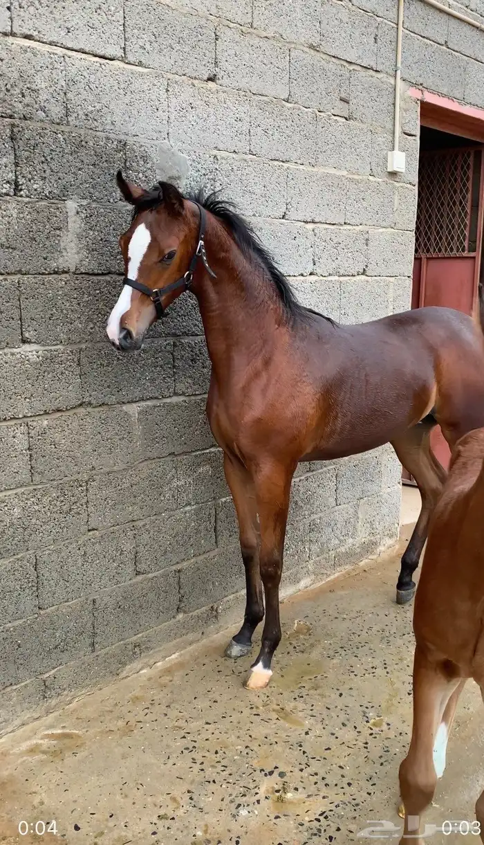 مهره شعبيه للبيع 1