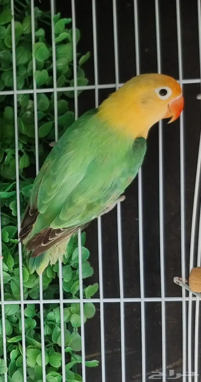 اناث فيشر طفرات مميزة 3