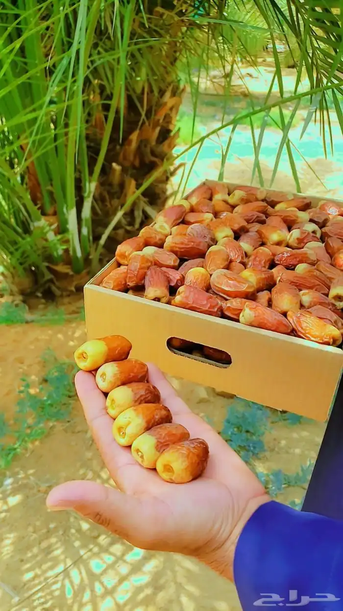 نخل للبيع نخل مثمر مجدول صقعي سكري خلاص الحساء خضري برحي 0