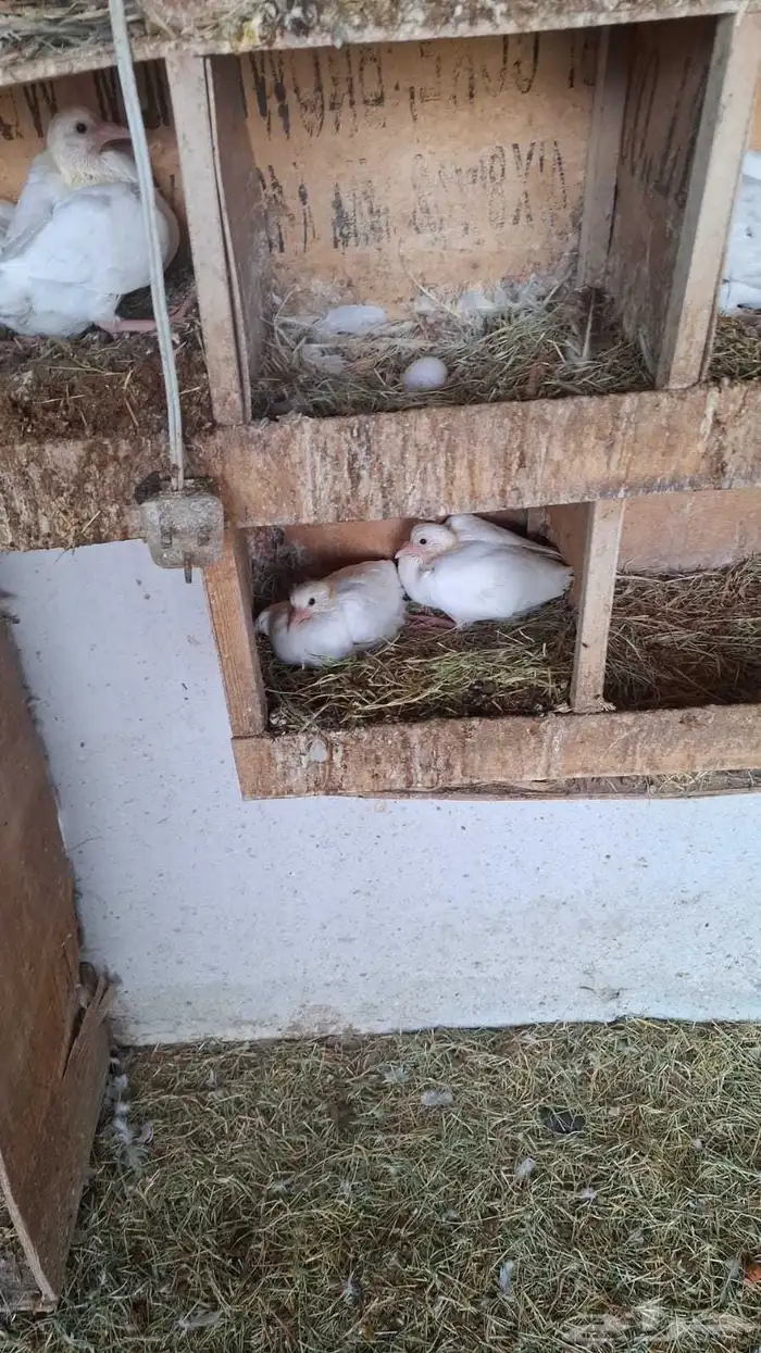 حمام فرنسي 1