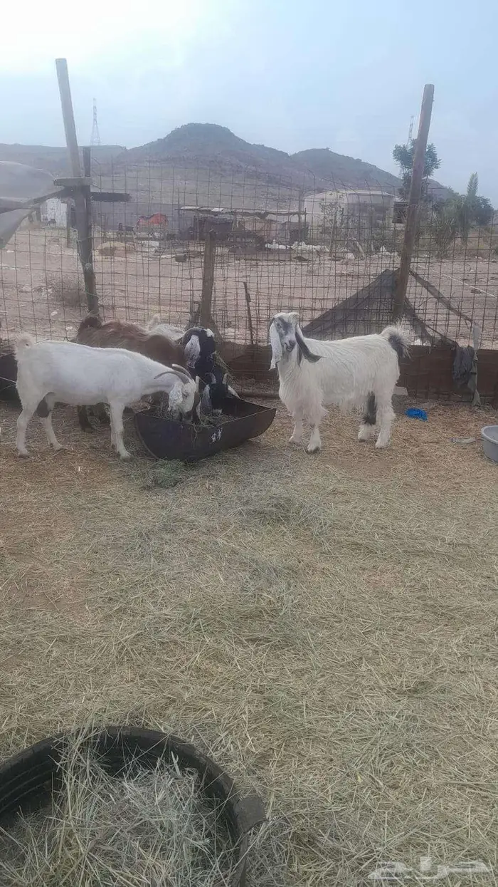 معزا دفيع على وشك تولد 0