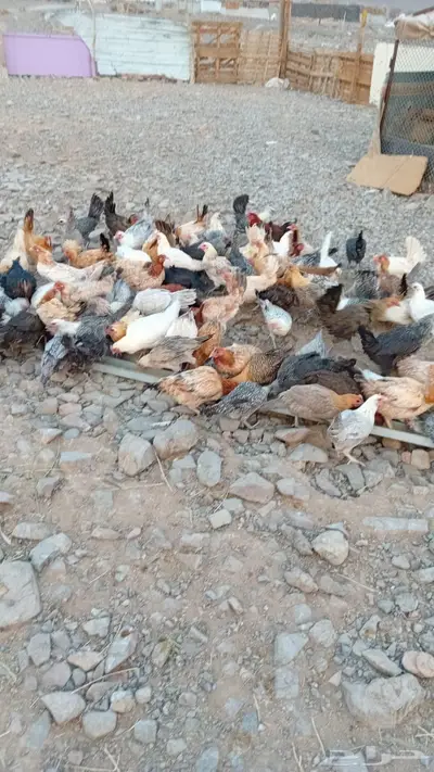 دجاج بلدي وفيومي index