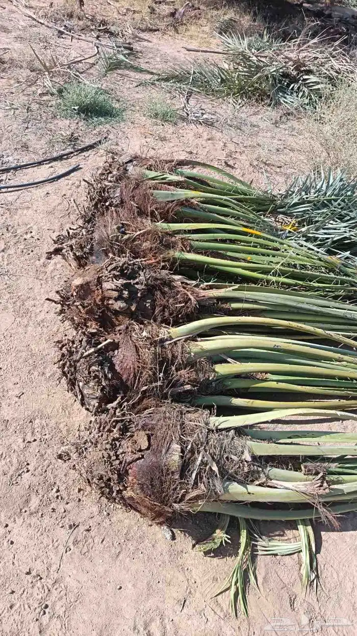 نخل فروخ فسائل جثايت خلاص صقعي برحي مجدول سكري وانواع اخرى 1