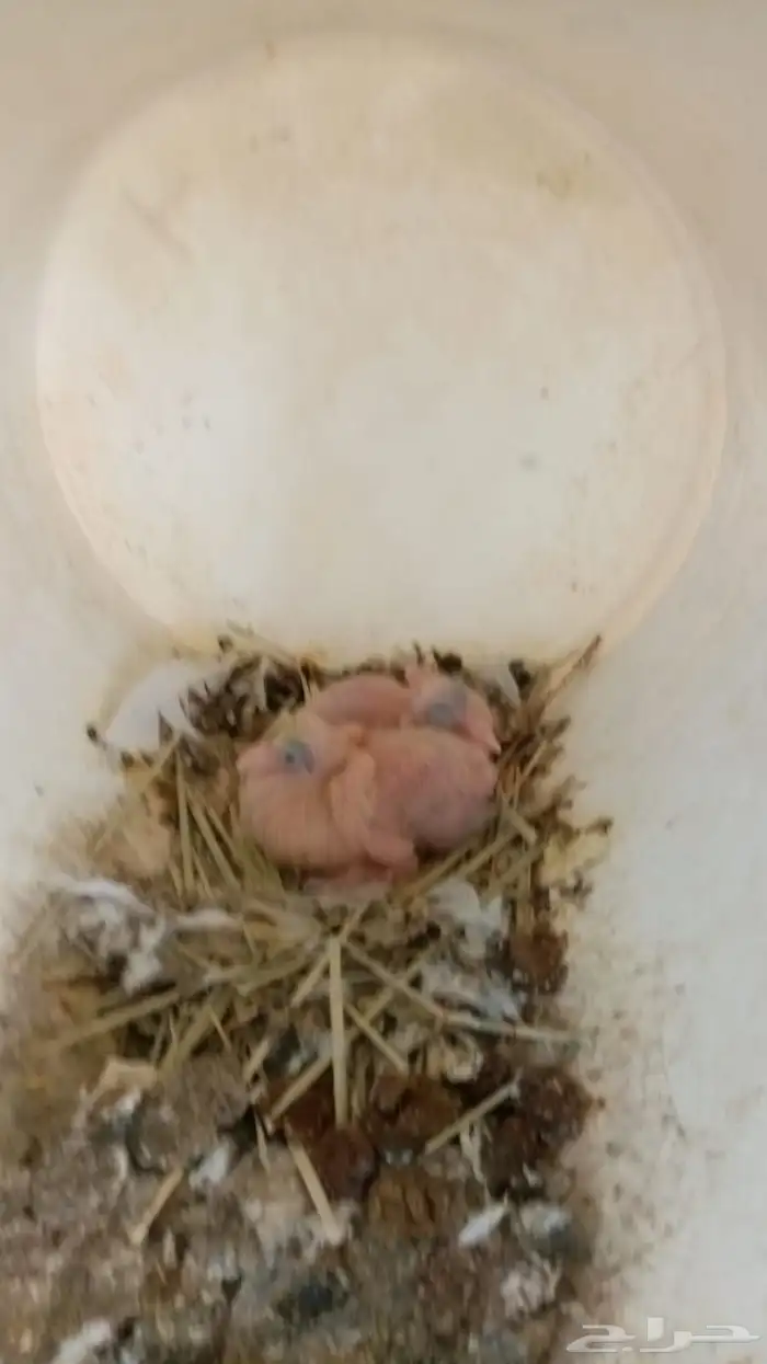 حمام فرنسي بياض للبيع 1