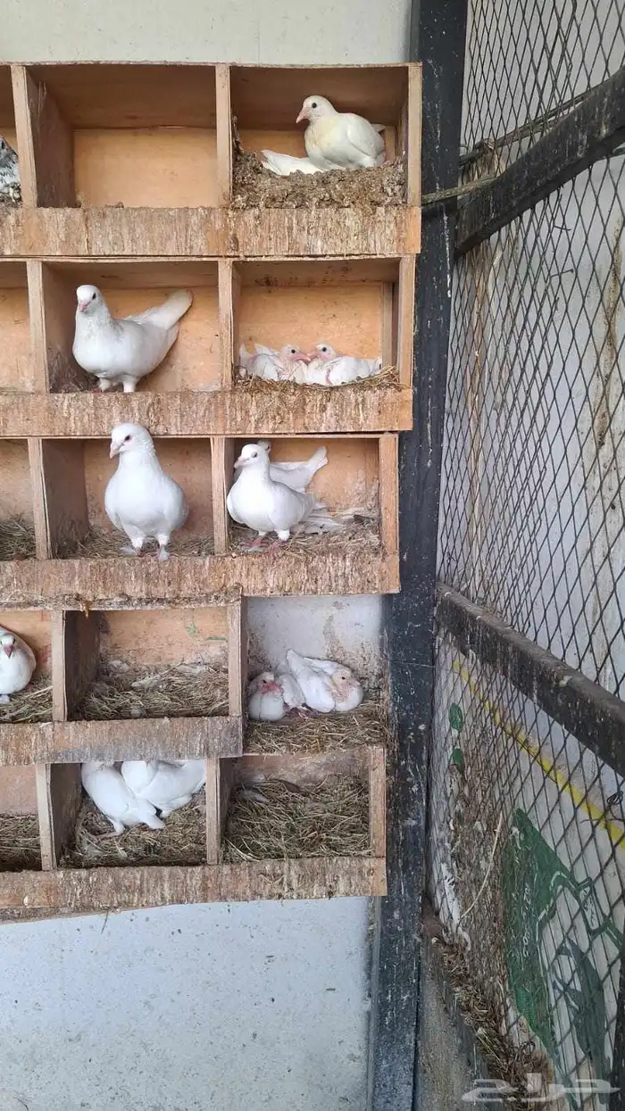 حمام فرنسي 4