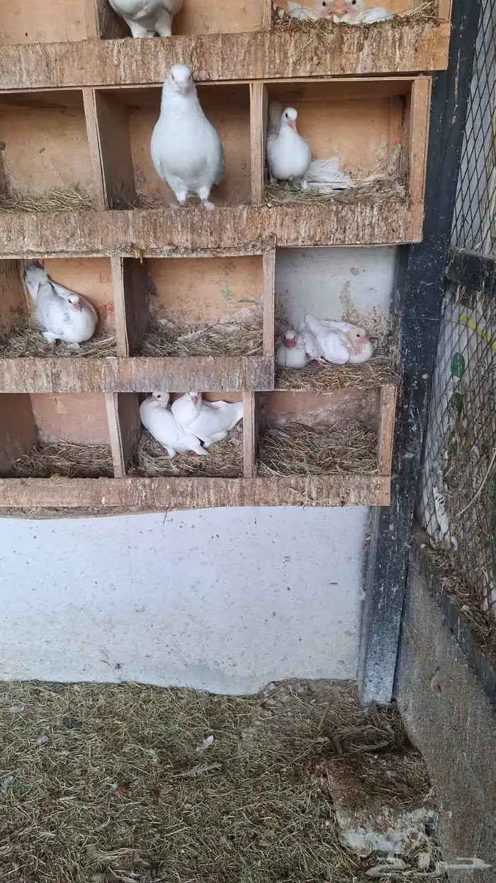 حمام فرنسي 5